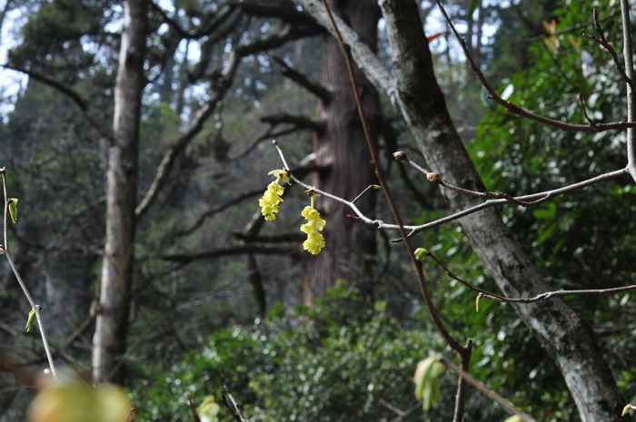 蜡瓣花Corylopsis sinensis