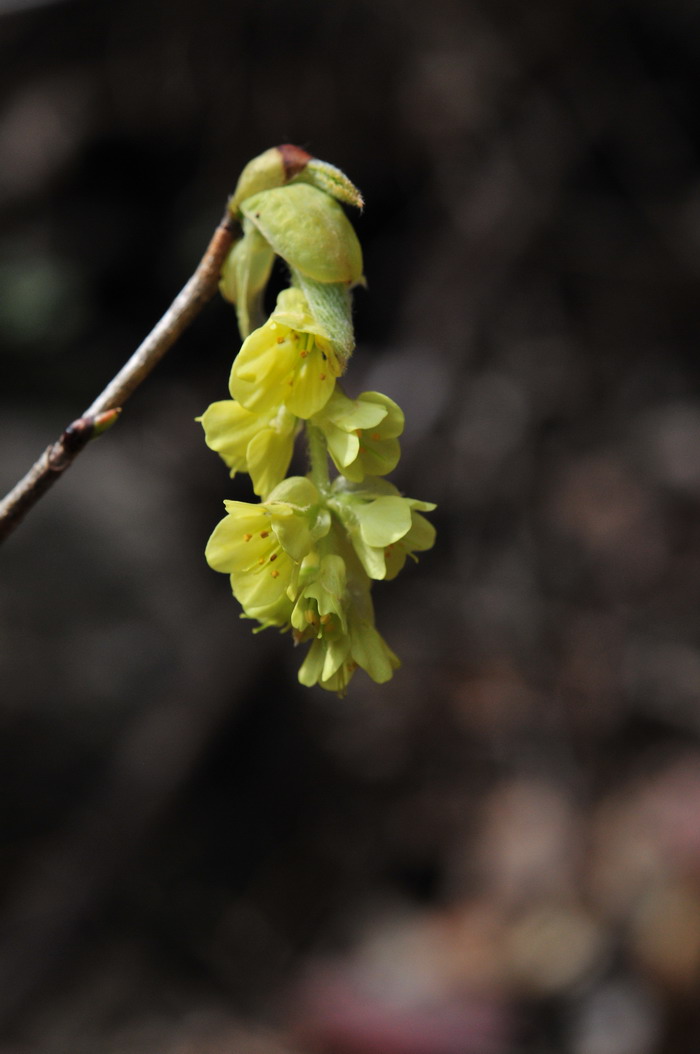 蜡瓣花Corylopsis sinensis