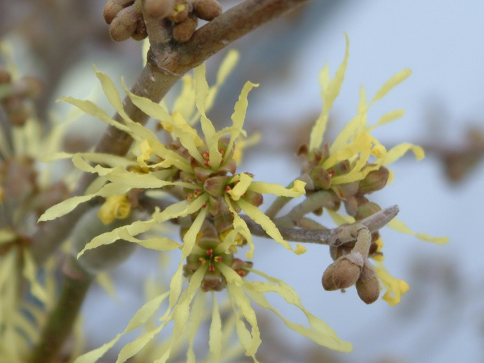 金缕梅Hamamelis mollis 金缕梅Hamamelis mollis