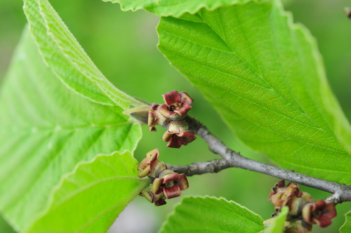 金缕梅Hamamelis mollis