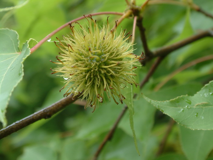 枫香Liquidambar formosana