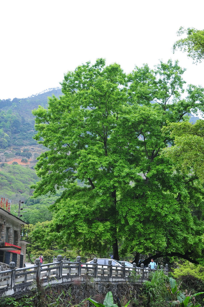 枫香Liquidambar formosana