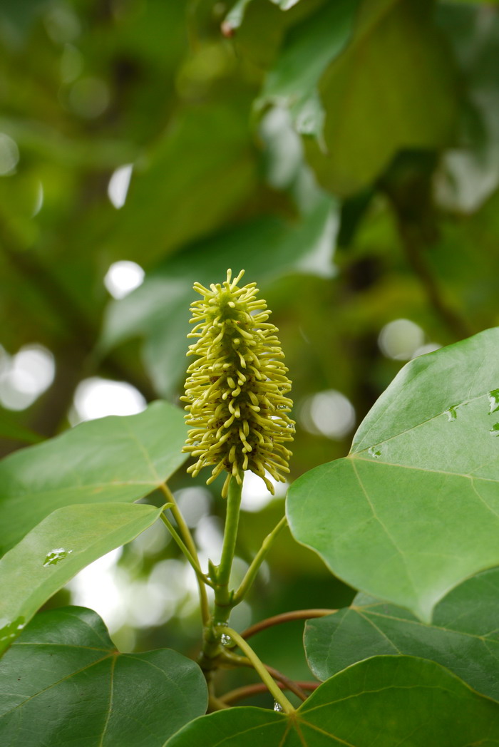 米老排Mytilaria laosensis 米老排Mytilaria laosensis