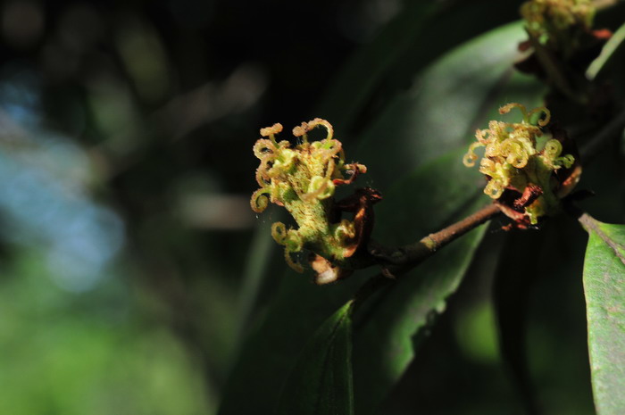 水丝梨Sycopsis sinensis