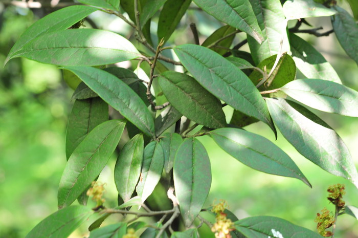 水丝梨Sycopsis sinensis