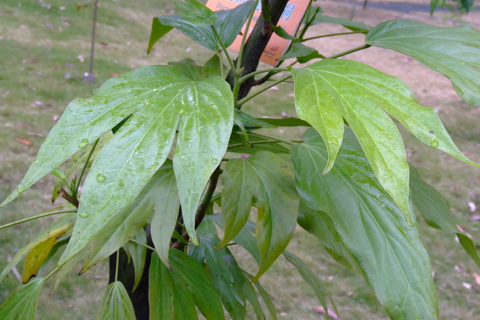 澳洲莲叶桐Hernandia cordigera 澳洲莲叶桐Hernandia cordigera