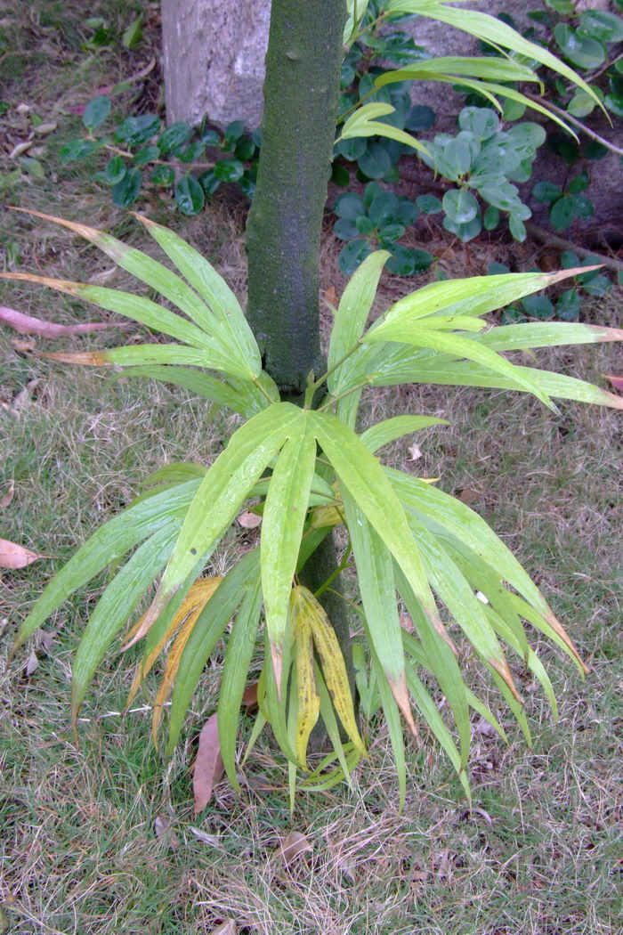 澳洲莲叶桐Hernandia cordigera 澳洲莲叶桐Hernandia cordigera