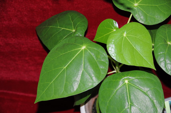 莲叶桐Hernandia nymphaeifolia 莲叶桐Hernandia nymphaeifolia
