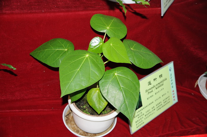 莲叶桐Hernandia nymphaeifolia 莲叶桐Hernandia nymphaeifolia