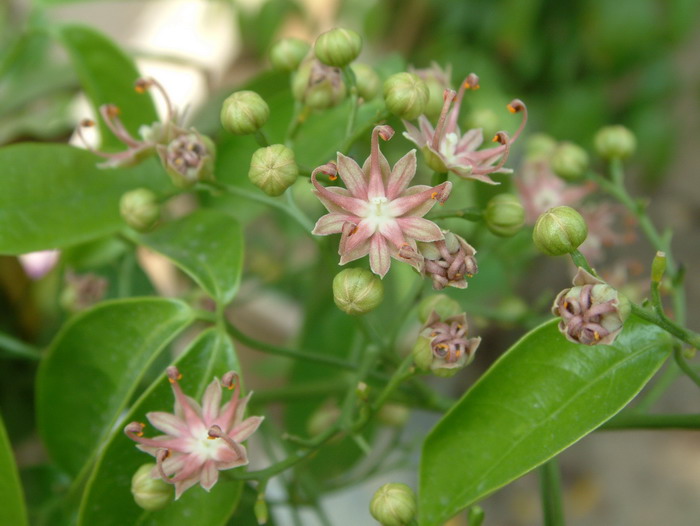 宽药青藤Illigera celebica 宽药青藤Illigera celebica