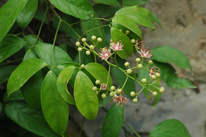 宽药青藤Illigera celebica 宽药青藤Illigera celebica