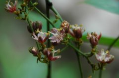 宽药青藤Illigera celebica