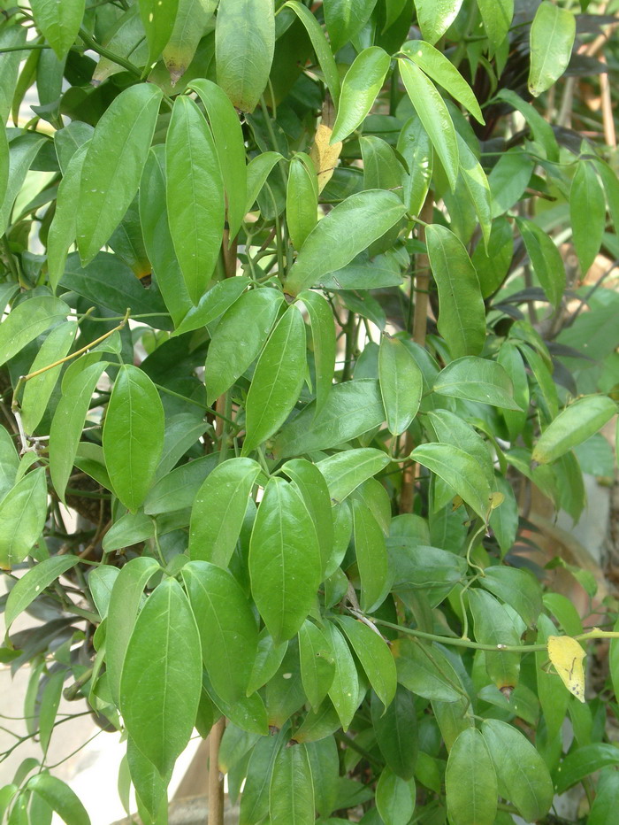 宽药青藤Illigera celebica 宽药青藤Illigera celebica