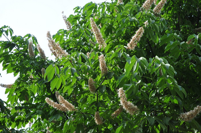 七叶树Aesculus chinensis