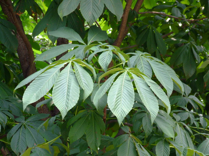 七叶树Aesculus chinensis 七叶树Aesculus chinensis