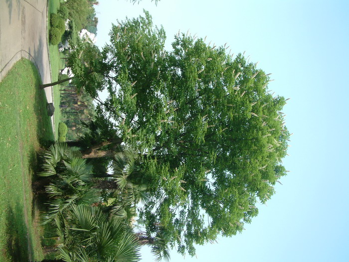 七叶树Aesculus chinensis
