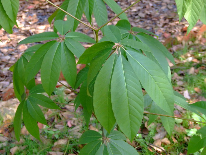 天师栗Aesculus chinensis var. wilsonii 天师栗Aesculus chinensis var. wilsonii