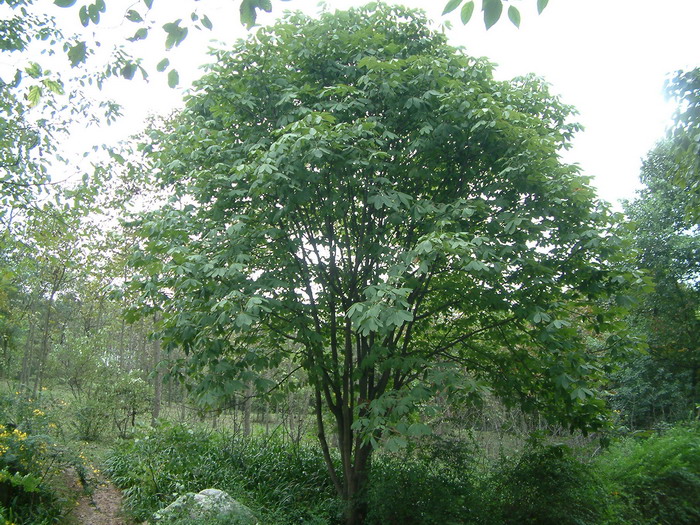 天师栗Aesculus chinensis var. wilsonii