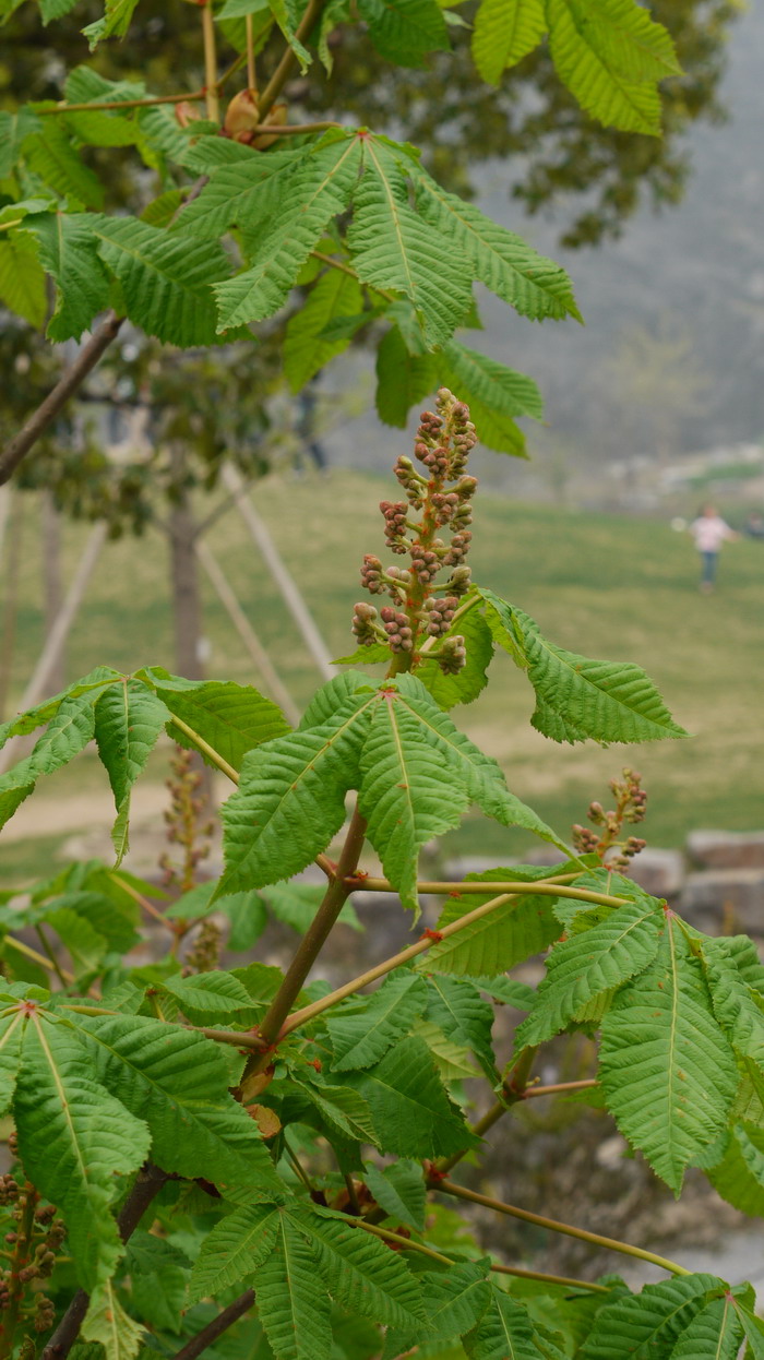 普罗提七叶树Aesculus x carnea 'Briotii' 普罗提七叶树Aesculus x carnea 'Briotii'