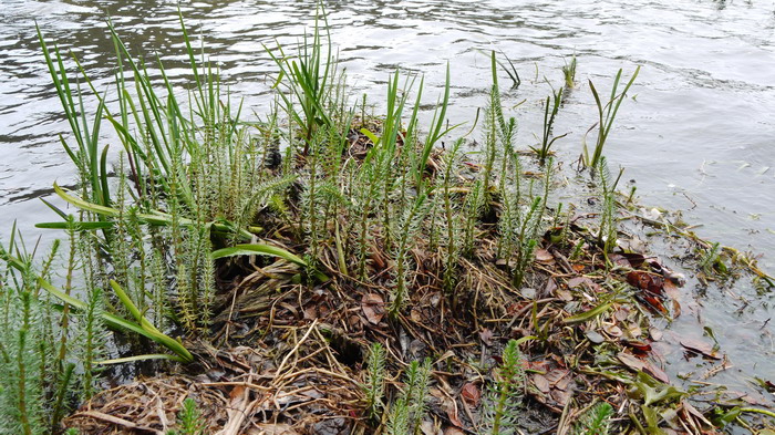 杉叶藻Hippuris vulgaris 杉叶藻Hippuris vulgaris