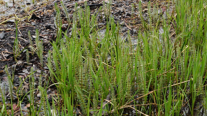 杉叶藻Hippuris vulgaris 杉叶藻Hippuris vulgaris