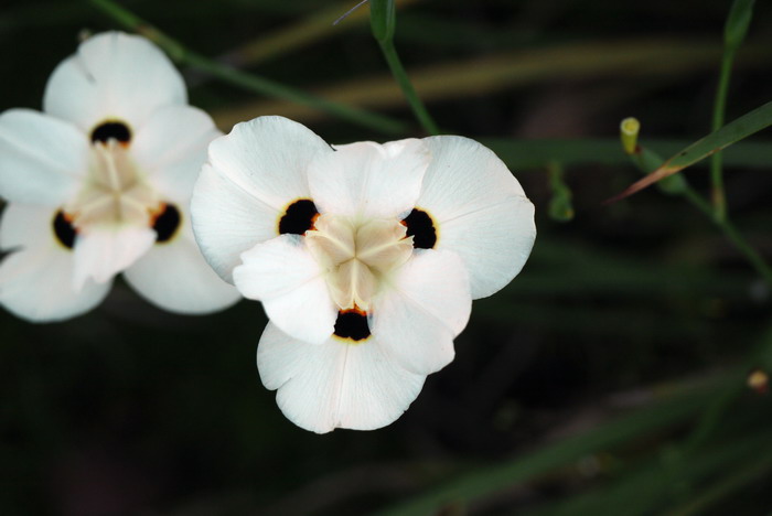 双色野鸢尾Dietes bicolor