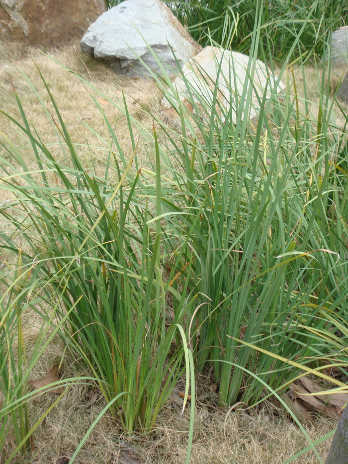 双色野鸢尾Dietes bicolor 双色野鸢尾Dietes bicolor