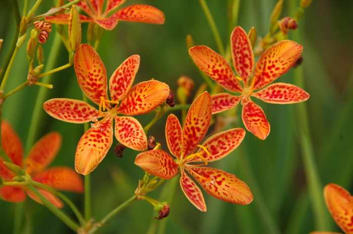 射干Belamcanda chinensis 射干Belamcanda chinensis
