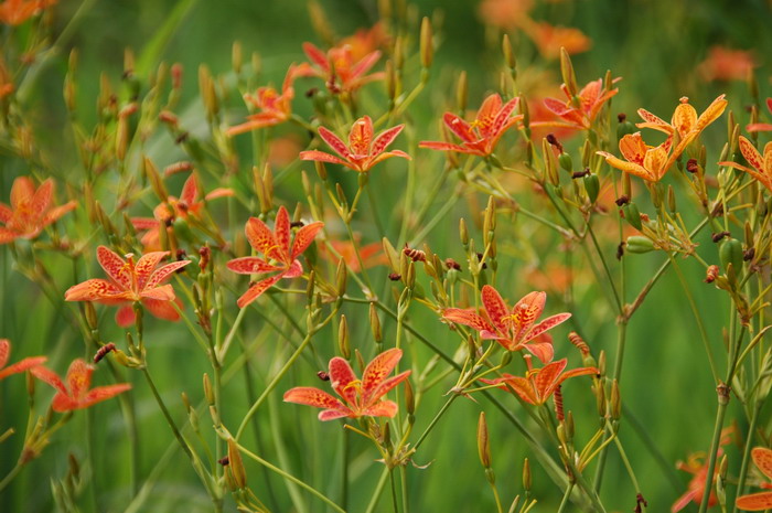 射干Belamcanda chinensis 射干Belamcanda chinensis