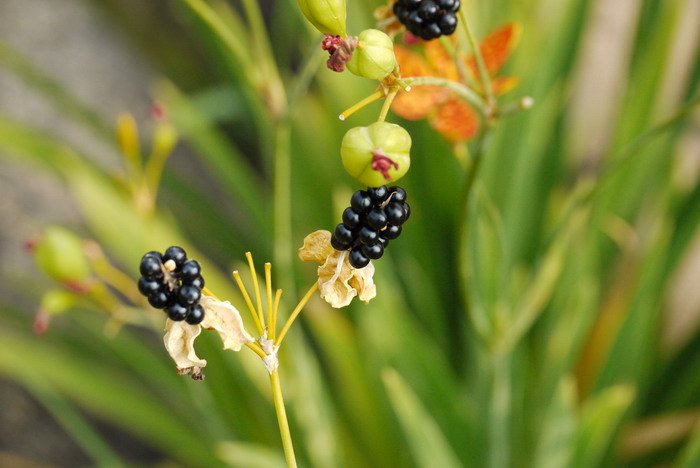 射干Belamcanda chinensis 射干Belamcanda chinensis