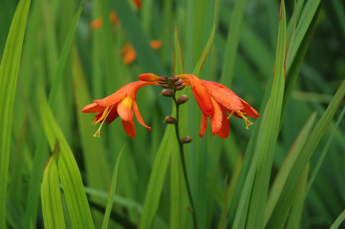 火星花Crocosmia × crocosmiflora 火星花Crocosmia × crocosmiflora
