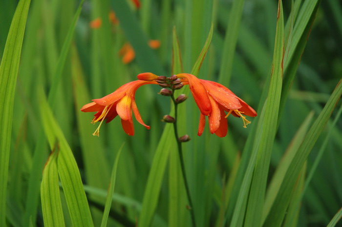 火星花Crocosmia × crocosmiflora