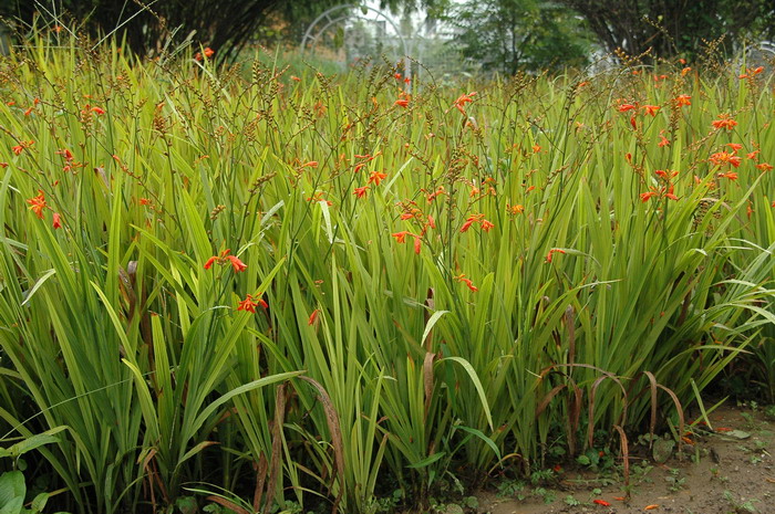 火星花Crocosmia × crocosmiflora 火星花Crocosmia × crocosmiflora