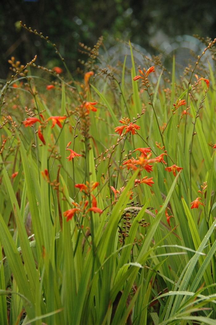 火星花Crocosmia × crocosmiflora 火星花Crocosmia × crocosmiflora
