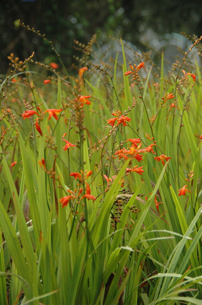 火星花Crocosmia × crocosmiflora