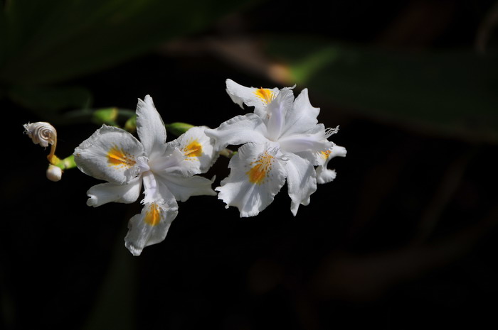 扁竹兰Iris confusa 扁竹兰Iris confusa