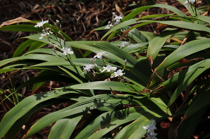 扁竹兰Iris confusa