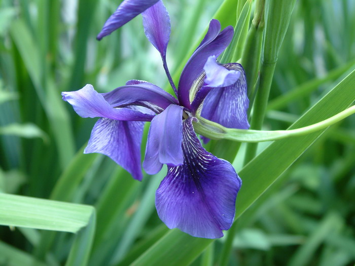 长葶鸢尾Iris delavayi 长葶鸢尾Iris delavayi