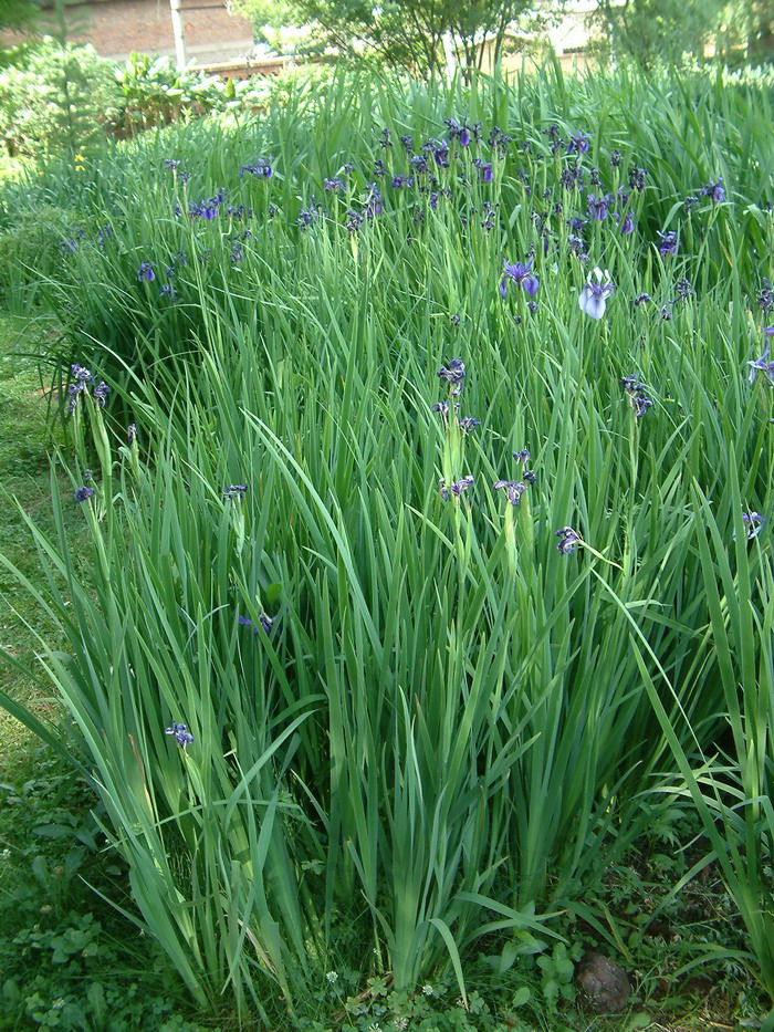 长葶鸢尾Iris delavayi