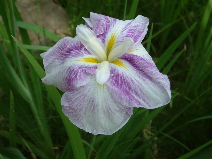花菖蒲Iris ensata var. hortensis