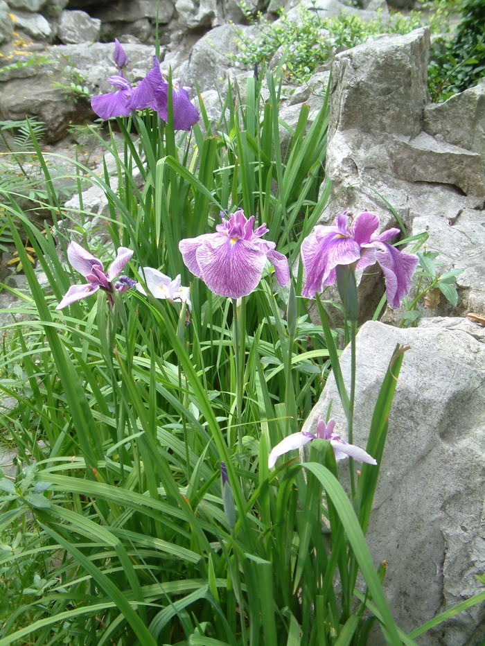 花菖蒲Iris ensata var. hortensis 花菖蒲Iris ensata var. hortensis