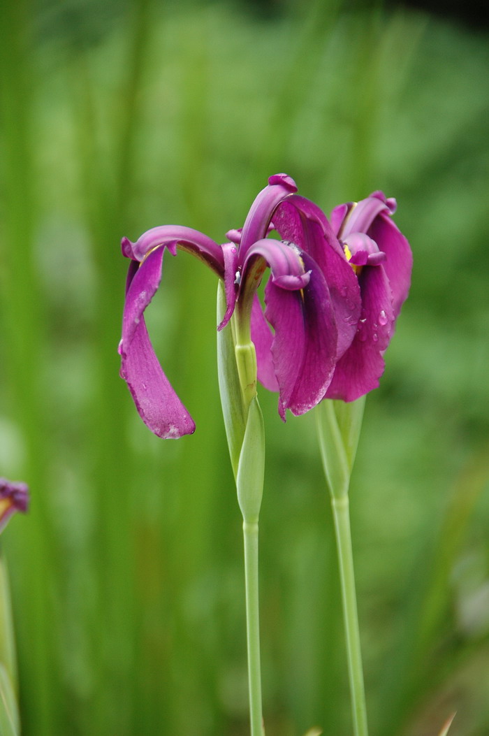 玉蝉花Iris ensata