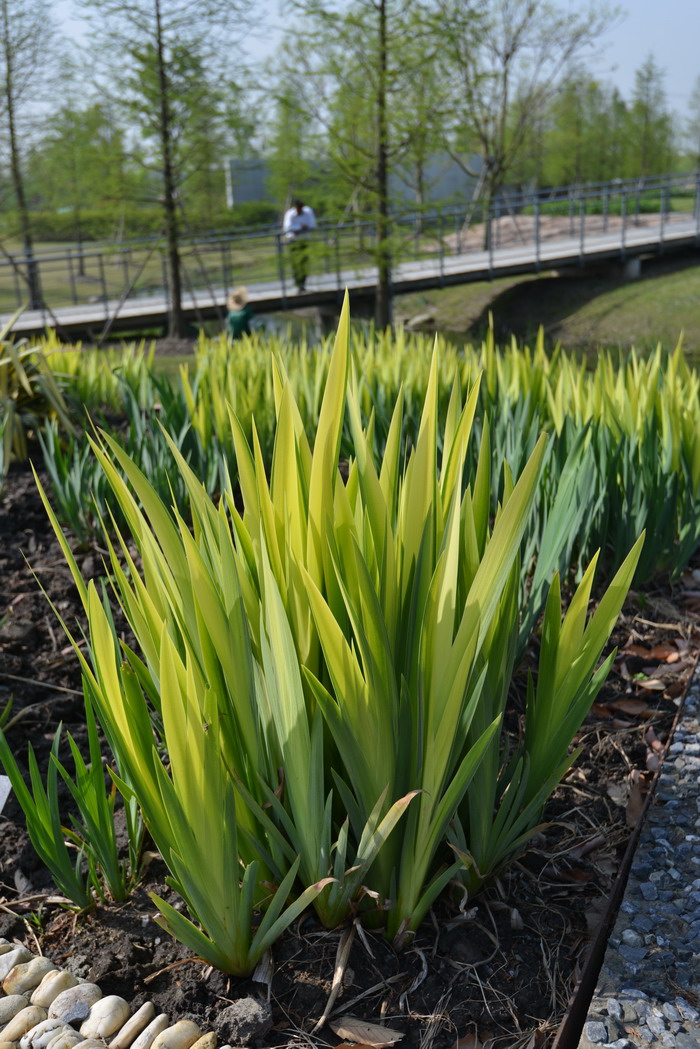 香根鸢尾Iris pallida 香根鸢尾Iris pallida