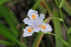 蝴蝶花Iris japonica