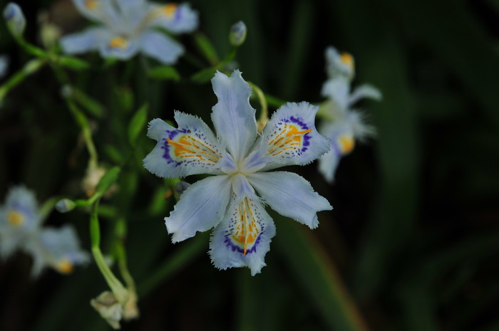 蝴蝶花Iris japonica