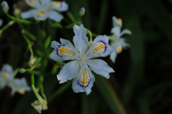 蝴蝶花Iris japonica 蝴蝶花Iris japonica