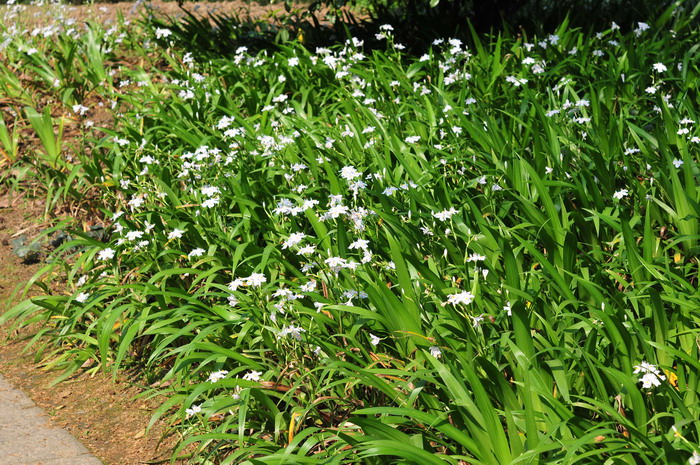 蝴蝶花Iris japonica