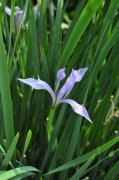 马蔺Iris lactea