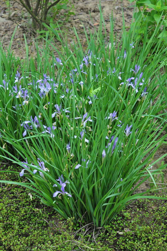 马蔺Iris lactea 马蔺Iris lactea