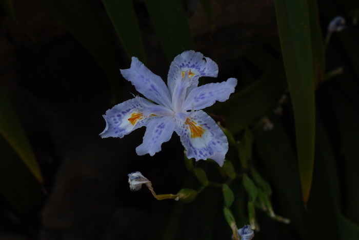  扇形鸢尾Iris wattii